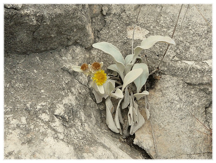 Lomelosia crenata subsp. dallaportae / Vedovina di Dallaporta